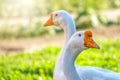 Portrait of two white geese on a bright sunny background Royalty Free Stock Photo