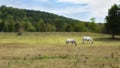 Portrait of two white horses on a farm 2 Royalty Free Stock Photo