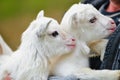 Portrait of two white little goatlings Royalty Free Stock Photo