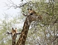 Portrait of two wild giraffes , Kruger National park, South Africa Royalty Free Stock Photo