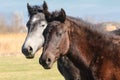 Portrait of two wild horses Royalty Free Stock Photo