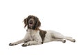 Portrait of a two year old female small munsterlander dog heidewachtel lying down mouth open isolated on a white background