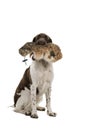 Portrait two year old female small munsterlander dog heidewachtel sitting with a hunting dummy in her mouth white background