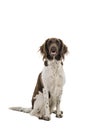 Portrait of a two year old female small munsterlander dog heidewachtel sitting isolated on a white background