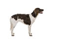 Portrait of a two year old female small munsterlander dog heidewachtel staning side ways isolated on a white background Royalty Free Stock Photo