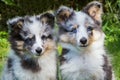 Portrait of two youg sheltie dogs
