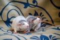 Two young brothers pet black husky rats on blanket background