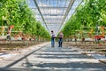 Two young farmers carrying tomatoes in crate at greenhouse