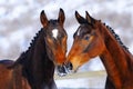 Portrait of two young horses Royalty Free Stock Photo