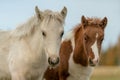 Two young Icelandic horse foal Royalty Free Stock Photo