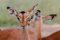 Portrait of two young impala in Kruger National Park