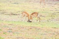 A portrait of two male Impalas fighting