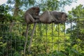 Portrait of two young monkey being inattentive and sitting at th Royalty Free Stock Photo