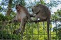 Portrait of two young monkey being inattentive and sitting at th Royalty Free Stock Photo