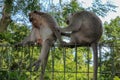 Portrait of two young monkey being inattentive and sitting at th Royalty Free Stock Photo