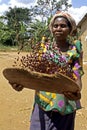 Portrait of Ugandan woman harvesting red beans Royalty Free Stock Photo