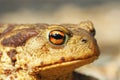 Portrait of ugly common brown toad Royalty Free Stock Photo