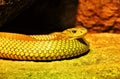 Portrait of an unidentified yellow snake.