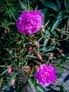 a portrait of a unique and beautiful flower blooming fragrantly in the garden