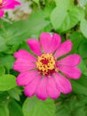 a portrait of a unique and beautiful flower blooming fragrantly in the garden