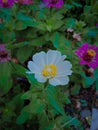 a portrait of a unique and beautiful flower blooming fragrantly in the garden Royalty Free Stock Photo