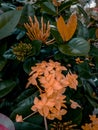 a portrait of a unique and beautiful flower blooming fragrantly in the garden