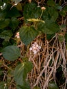 a portrait of a unique and beautiful flower blooming fragrantly in the garden