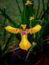 a portrait of a unique and beautiful flower blooming fragrantly in the garden Royalty Free Stock Photo