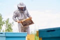 Young Apiarist Checking Hive Frames