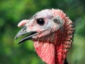 Portrait of an unusual bird. Young Turkey close Royalty Free Stock Photo
