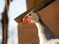 Portrait of an unusual Guinea fowl Royalty Free Stock Photo