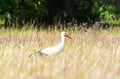 Portrait of upright walking foraging stork, Ciconia ciconia, in a natural meadow Royalty Free Stock Photo