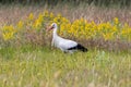 Portrait of upright walking foraging stork, Ciconia ciconia, in a natural meadow Royalty Free Stock Photo