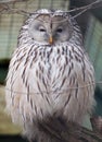 Portrait of Ural Owl Royalty Free Stock Photo