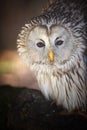 Portrait of Ural owl, Strix uralensis, isolated on blurred forest background. Royalty Free Stock Photo