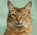 Portrait of a Usual Somali cat Royalty Free Stock Photo