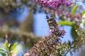 A portrait of a vanessa cardui butterfly sitting on a butterfly bush branch covered in purple flowers. Royalty Free Stock Photo