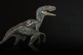 Portrait of a velociraptor on black background Royalty Free Stock Photo