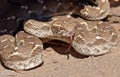 Saw-scaled viper , Echis carinatus