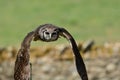 Verreaux`s eagle owl Bubo lacteus Royalty Free Stock Photo