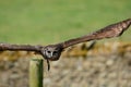 Verreaux`s eagle owl Bubo lacteus Royalty Free Stock Photo