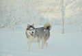 Portrait of a husky dog on white snow