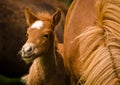 A very beautiful small chestnut foal of an Icelandic horse with a white blaze, standing near to it`s mother in the meadow Royalty Free Stock Photo