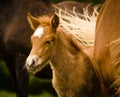 A very beautiful small chestnut foal of an Icelandic horse with a white blaze, standing near to it`s mother in the meadow Royalty Free Stock Photo