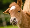 A very beautiful small chestnut foal of an Icelandic horse with a white blaze, standing near to it`s mother in the meadow Royalty Free Stock Photo