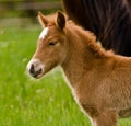 A very beautiful small chestnut foal of an Icelandic horse with a white blaze, standing near to it`s mother in the meadow Royalty Free Stock Photo