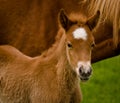 A very beautiful small chestnut foal of an Icelandic horse with a white blaze, standing near to it`s mother in the meadow Royalty Free Stock Photo