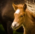 A very beautiful small chestnut foal of an Icelandic horse with a white blaze, standing near to it`s mother in the meadow Royalty Free Stock Photo