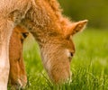 A very beautiful small chestnut foal of an Icelandic horse with a white blaze, standing near to it`s mother in the meadow Royalty Free Stock Photo