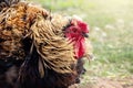 Portrait of a very bloated golden rooster in a background of green grass